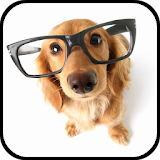 Dog Breeds Encyclopedia icon