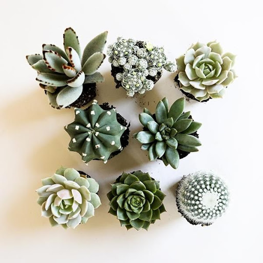 Creative Succulents Ideas Screen 2