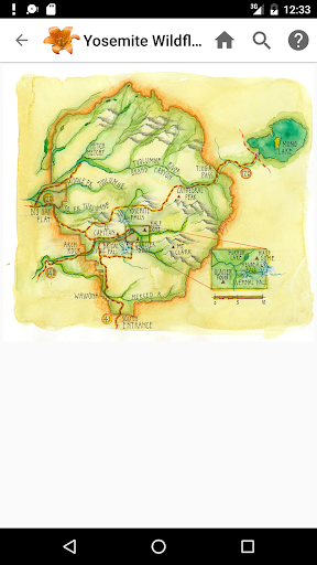 Screenshot of Yosemite Wildflowers