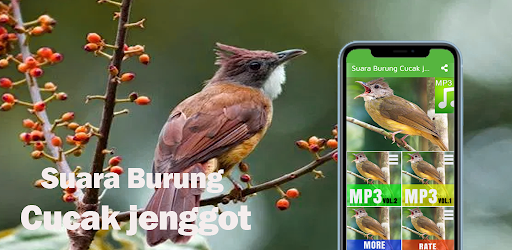 Suara Burung Cucak jenggot