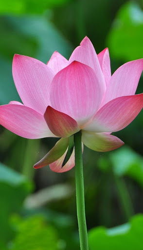 Download Beautiful Lotus Flower Wallpaper Free for Android - Beautiful Lotus  Flower Wallpaper APK Download 