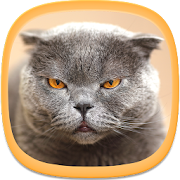 Cat Wallpapers  Icon