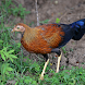 Red Junglefowl Female Sounds - Androidアプリ