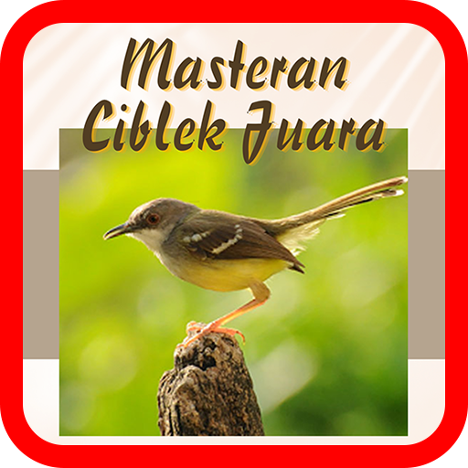 Masteran Kicau Ciblek Juara