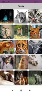 Cats Pictures