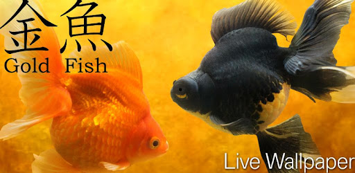 金魚 Gold Fish 3d ライブ壁紙 Google Play のアプリ