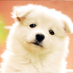 Cover Image of Tải xuống Cute Puppy Best HD Wallpaper 1.1 APK