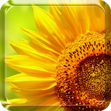 Sunflower Live Wallpaper icon