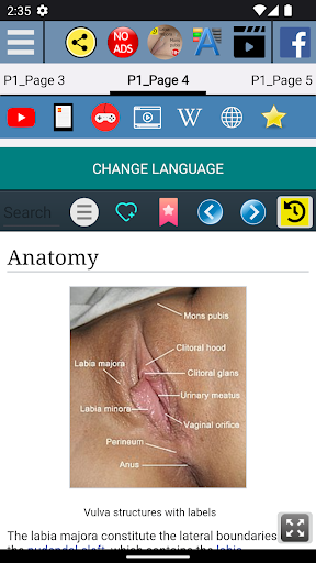 Labia Majora Anatomy