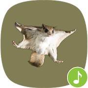 Appp.io - Flying Squirrel sounds
