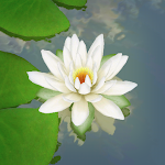 Cover Image of Unduh 3D Lotus Pond Live Wallpaper  APK