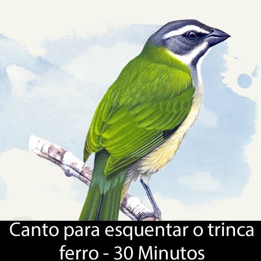 Canto De Trinca Ferro Baixar No Celular Canto Esquenta Trinca Ferro Apps No Google Play