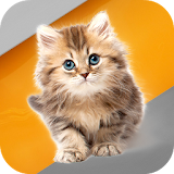 Cat Wallpaper Collections icon