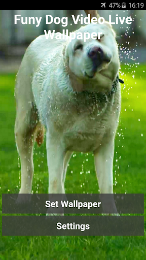 Android application Funny Dog Video Live Wallpaper screenshort