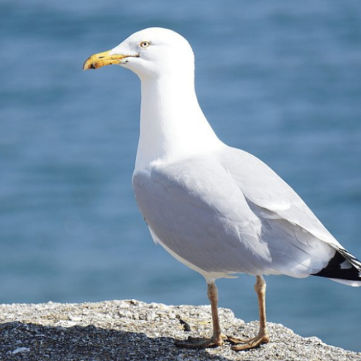 Seagull bird sounds logo