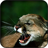Cougar Wallpapers icon