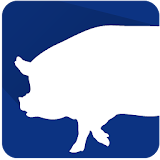 PigPlus icon
