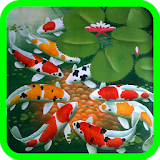 Koi Fish Wallpaper icon