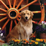 Golden Retriever Dog Wallpaper icon