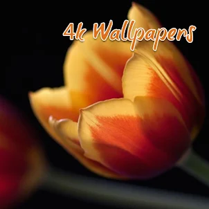 Tulip Wallpapers HD