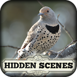 Hidden Scenes - Winter Birding icon
