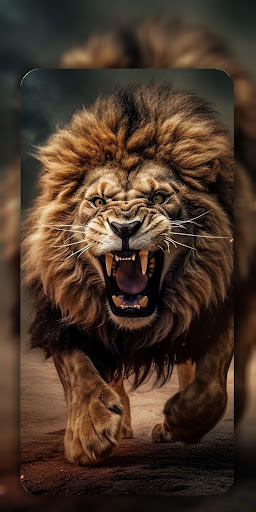 Lion Wallpaper 4K Screenshot 4 - AppWisp.com