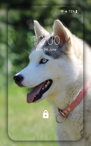 Husky wallpaper