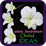 White Dendrobium Orchids icon