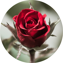 تصویر نماد Rose Wallpaper