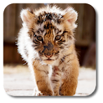 Cover Image of Download Little Tiger Live Wallpaper  APK