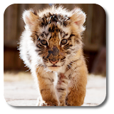 Little Tiger Live Wallpaper icon