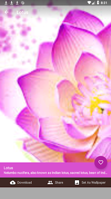 Lotusのおすすめ画像5
