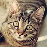 Cat Breeds - Identify Your Cat icon