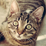 Cat Breeds - Identify Your Cat Apk