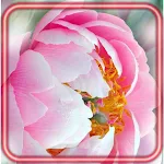 Cover Image of 下载 Peons Flowers HD  APK