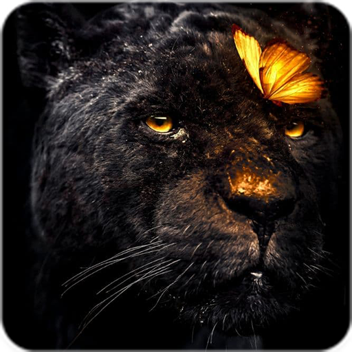 black wallpaper dark amoled HD Windows에서 다운로드