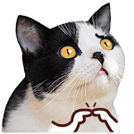 Cover Image of Download New Stickers Memes de Gatos Animados 2021 1.3 APK