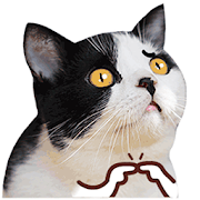 New Stickers Memes de Gatos Animados 2020