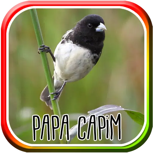 O canto do papa capim baiano #birdsounds #birds #nature