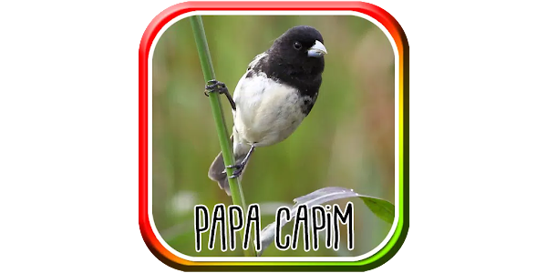 Canto De Papa-Capim – Apps bei Google Play