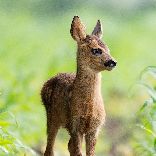 Baby Animal Wallpapers logo