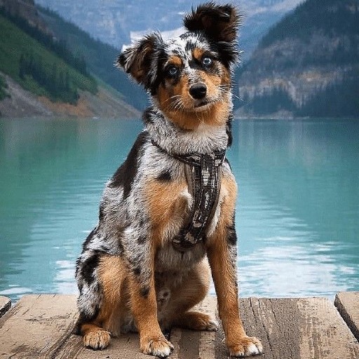 Australian Shepherds logo