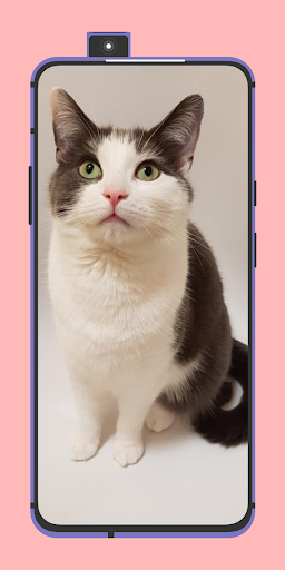 Cute Cats Wallpapers 4k pics Screen 3