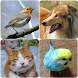 動物の鳴き声（犬・猫・鳥） - Androidアプリ