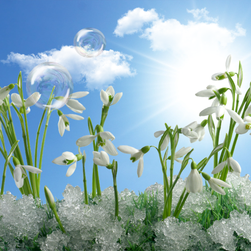 Snowdrops Live Wallpaper HD logo