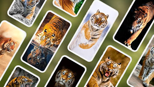 Android application Tiger Wallpapers 4K screenshort