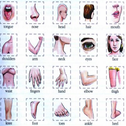 Icon image Learn Body Parts in English