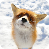 Cute Fox HD Live Wallpaper icon