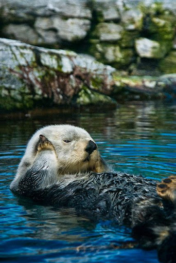Sea Otter Wallpapers Screen 2