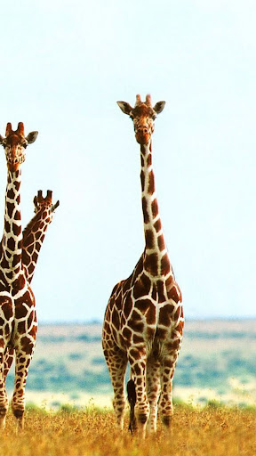 Giraffe Wallpaper Screen 3